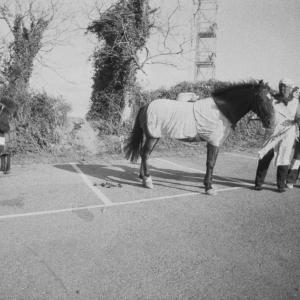 horses in car park