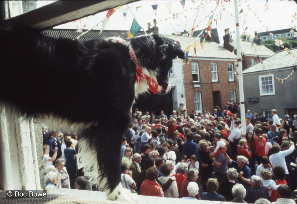 Dog looking over Broad Street